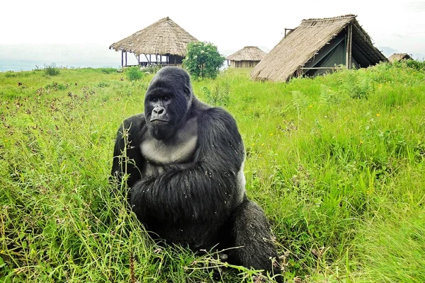 3 Days Mgahinga Gorillas & Golden Monkey Trek via Kigali