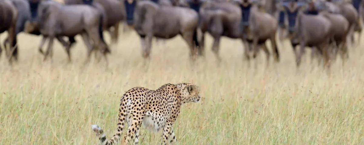 9-Day Greatest Show on Earth Migration Safari