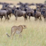 9-Day Greatest Show on Earth Migration Safari