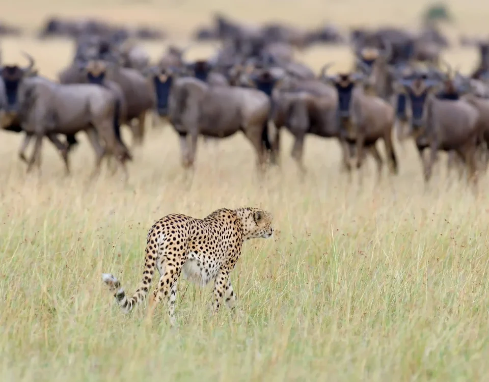 9-Day Greatest Show on Earth Migration Safari