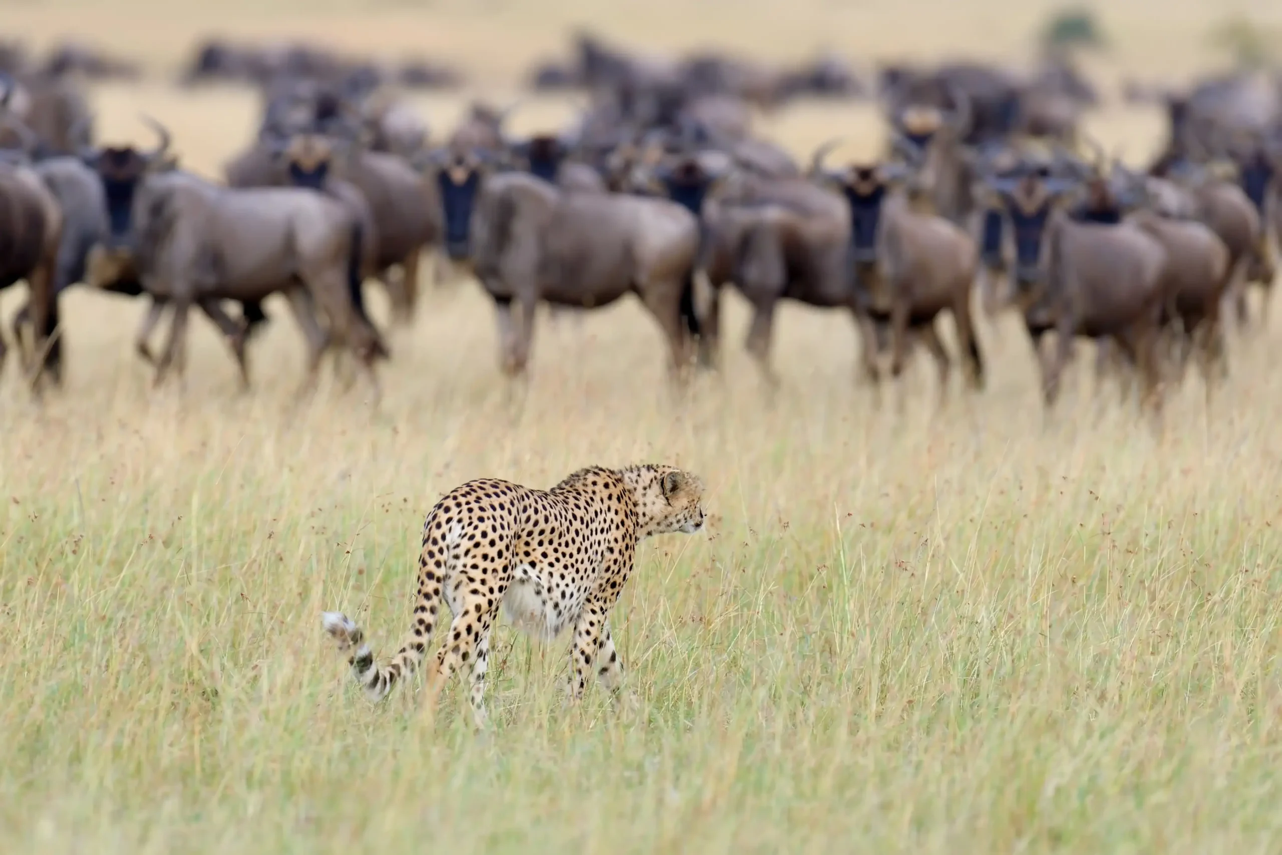 9-Day Greatest Show on Earth Migration Safari