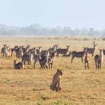9-Day Ultimate Tanzania Wildlife Safari