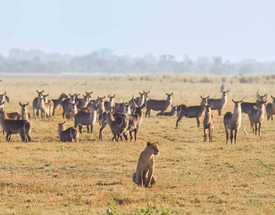 9-Day Ultimate Tanzania Wildlife Safari