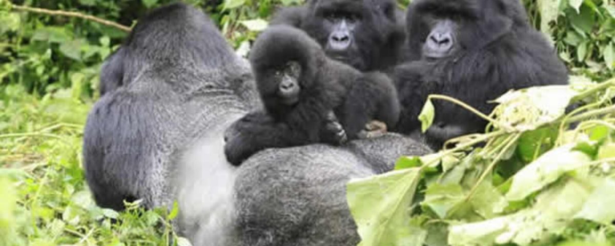 Gorilla trekking in Rwanda