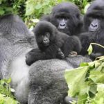 Gorilla trekking in Rwanda