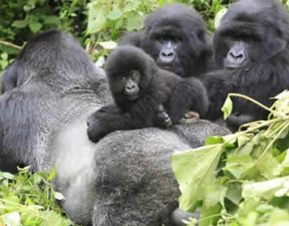 Gorilla trekking in Rwanda