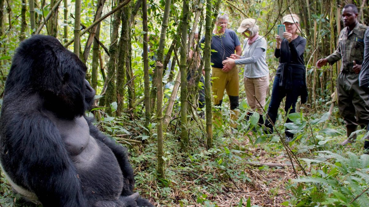 9 Days Rwanda Safari Experience