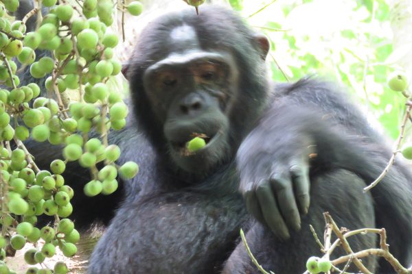 Chimp-Kibale-uganda Chimp-Kibale-uganda
