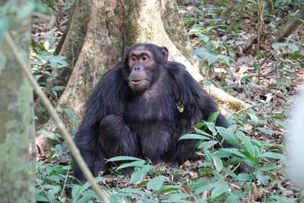 Chimpanzee-Trekking-Uganda-scaled