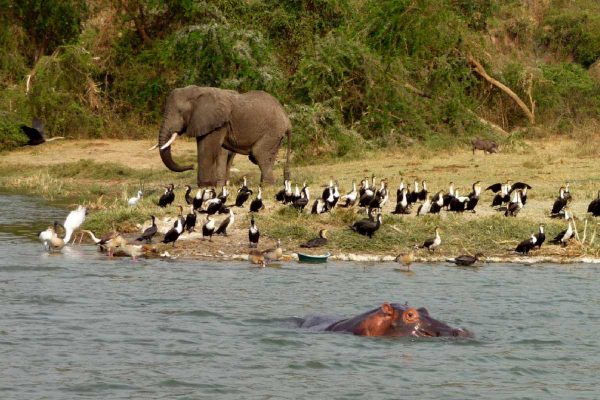 Combining Elephant Viewing with Birding Safaris Combining Elephant Viewing with Birding Safaris