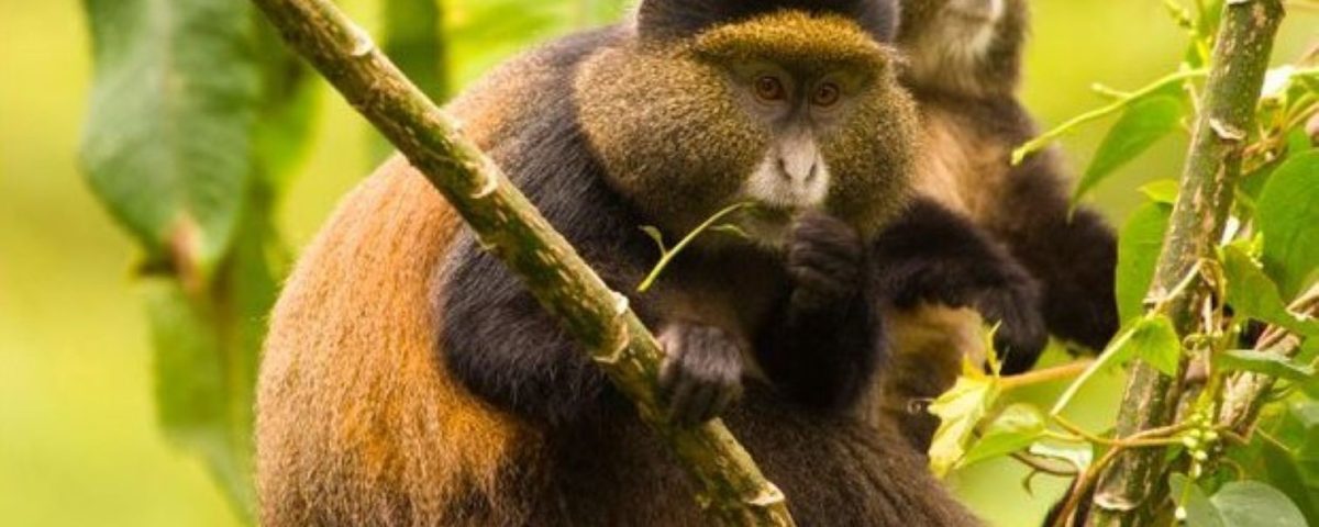 4 Days Rwanda Gorilla Trekking & Lake Kivu Tour