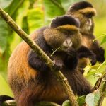 4 Days Rwanda Gorilla Trekking & Lake Kivu Tour