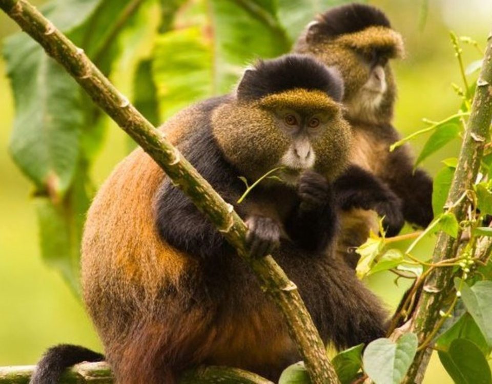 4 Days Rwanda Gorilla Trekking & Lake Kivu Tour