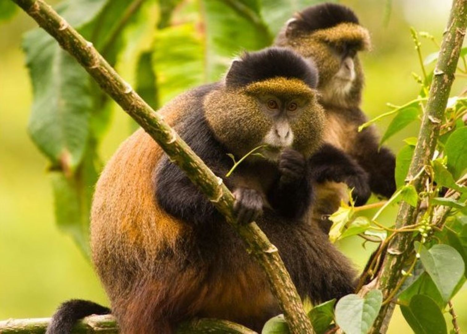 4 Days Rwanda Gorilla Trekking & Lake Kivu Tour