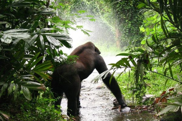 5 Days Bwindi Gorilla Tracking