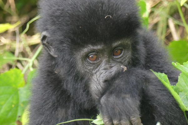 How-much-does-it-cost-to-see-the-gorillas-in-Rwanda