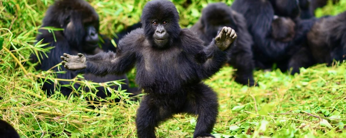 Rwanda Gorilla Trekking Rules and Etiquette
