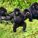 Rwanda Gorilla Trekking Rules and Etiquette