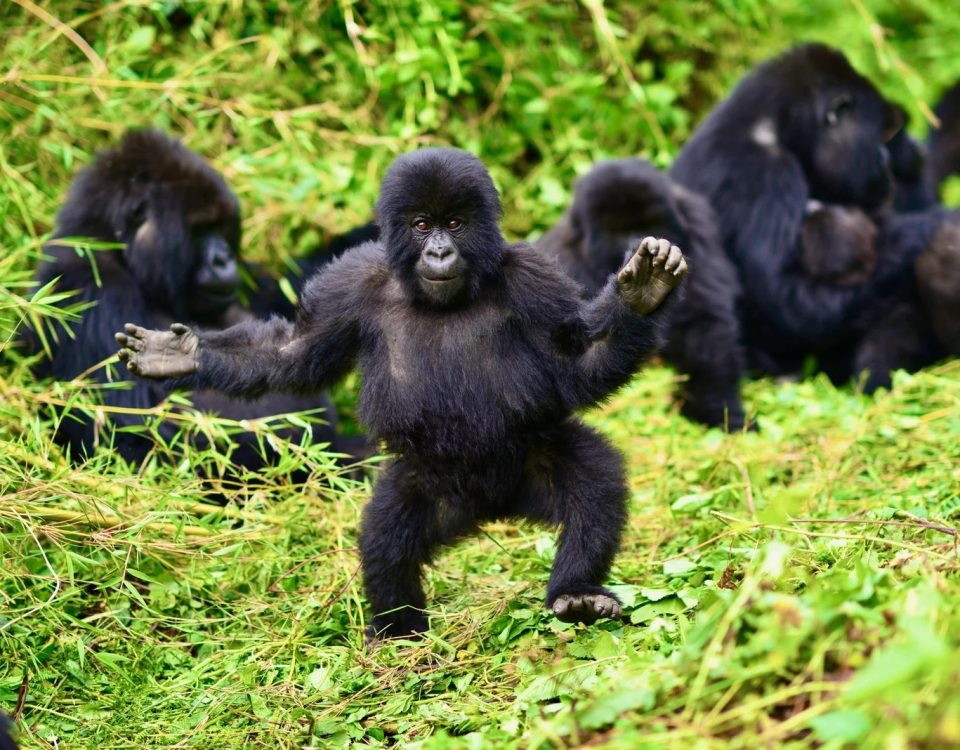 Rwanda Gorilla Trekking Rules and Etiquette