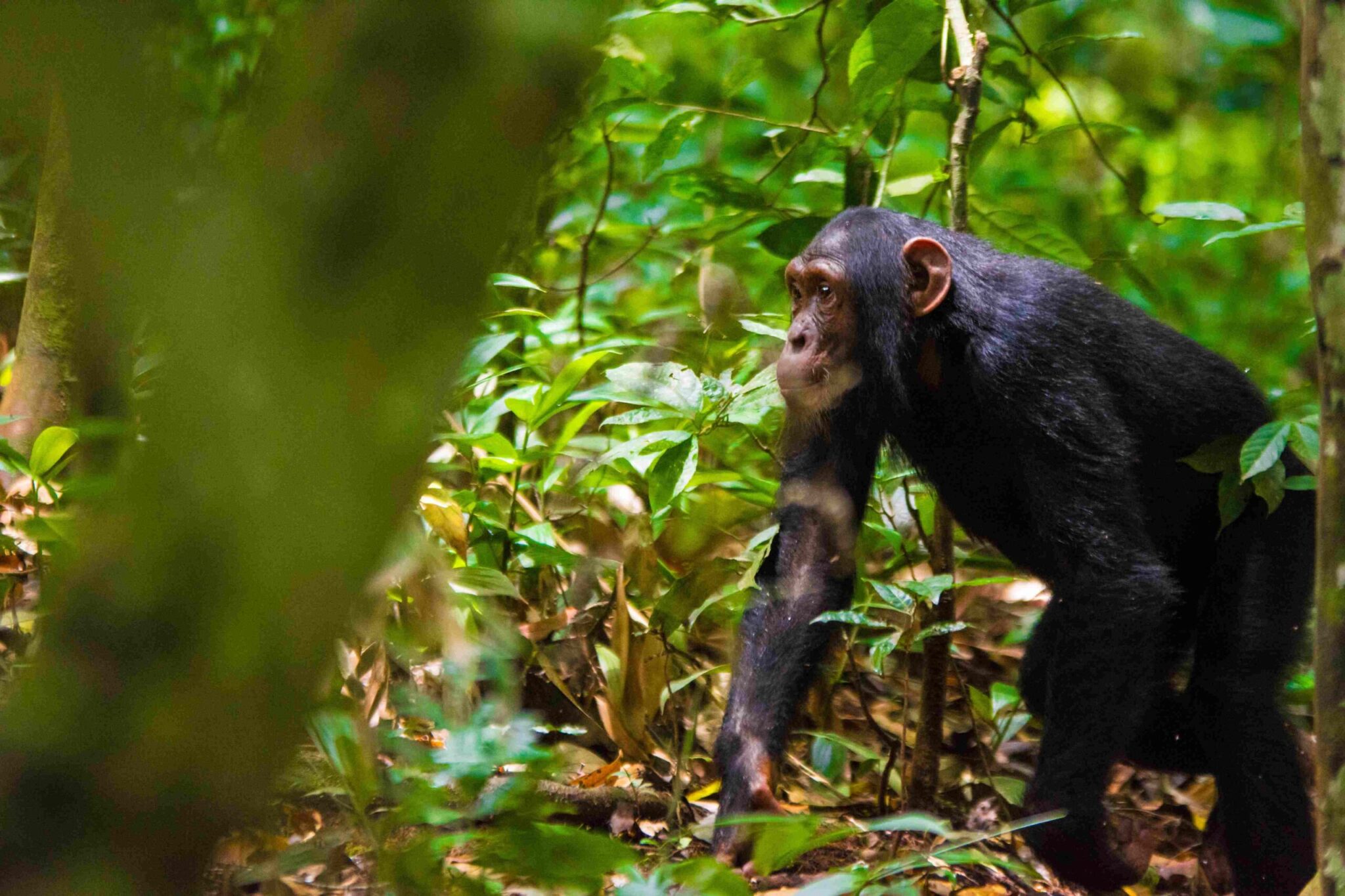Why is Kibale Forest the best place for chimpanzee tracking?