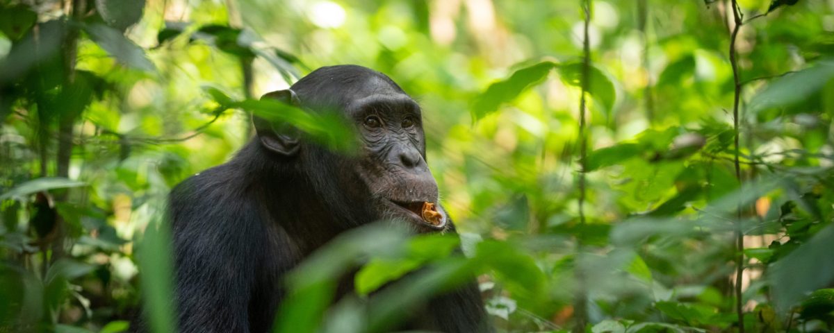 2 Days Kibale Chimp Trek Safari