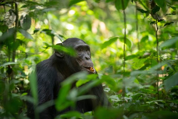 2 Days Kibale Chimp Trek Safari