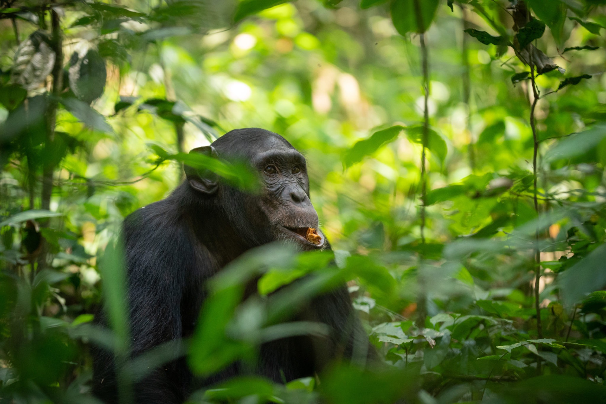 2 Days Kibale Chimp Trek Safari