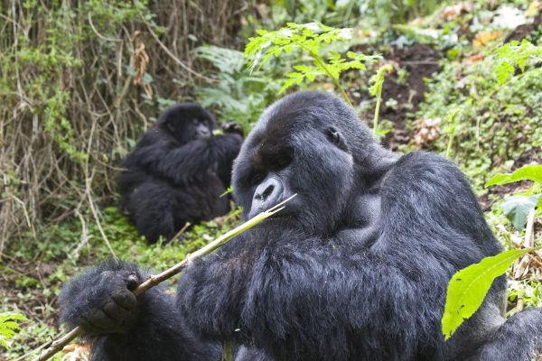 chimps What Is a Combined Rwanda–Uganda Safari?