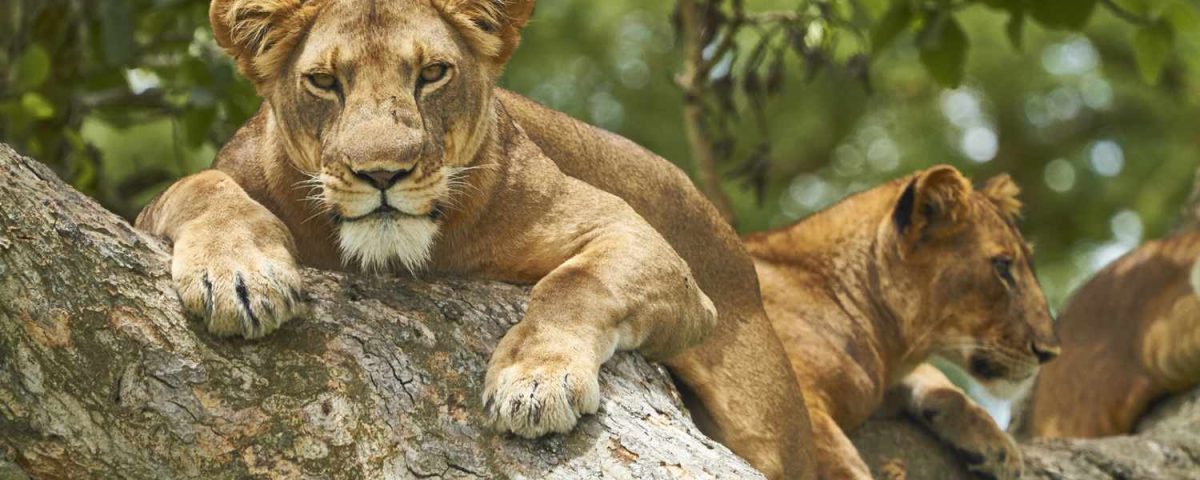 5-day primate and wildlife safari