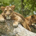5-day primate and wildlife safari