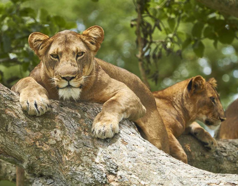 5-day primate and wildlife safari