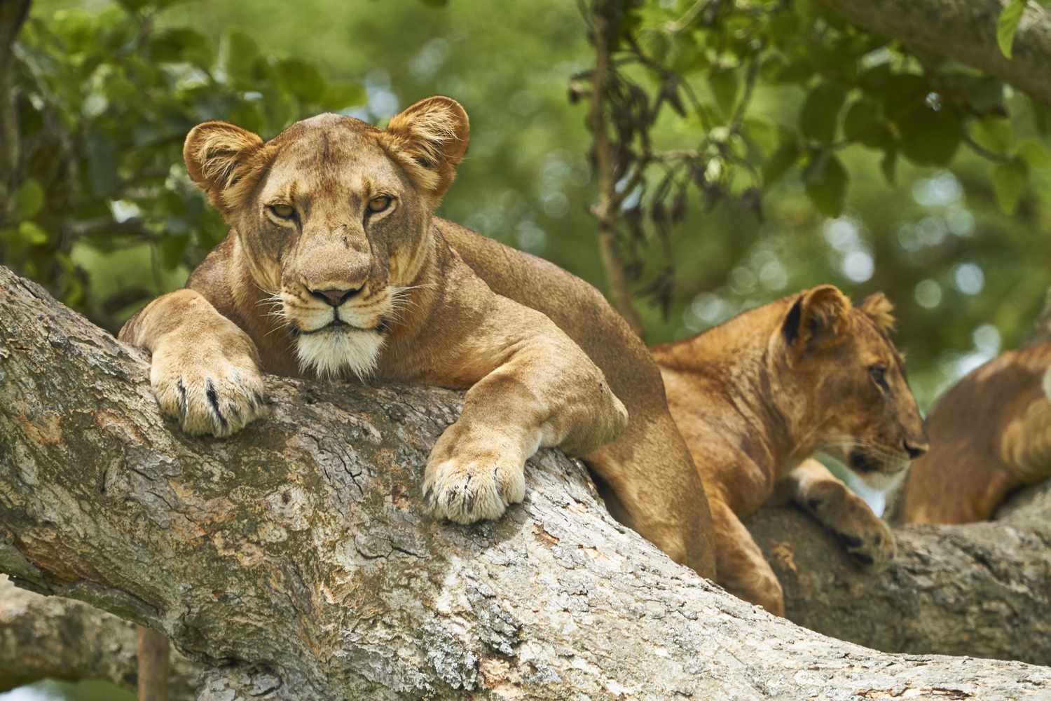 5-day primate and wildlife safari