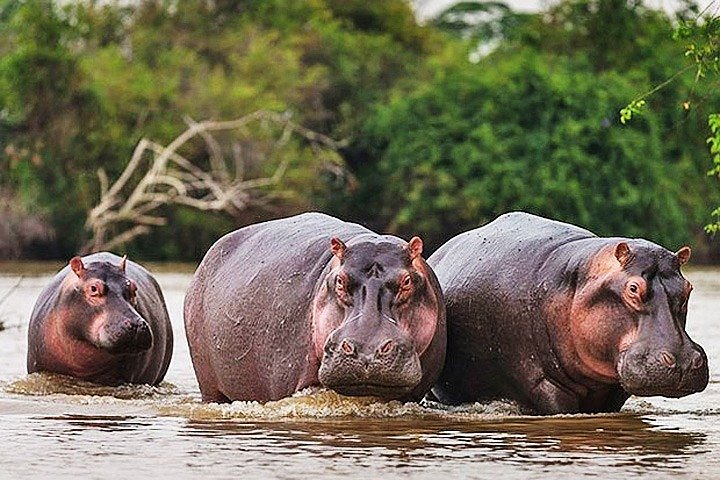3 Days Akagera Big Five Safari