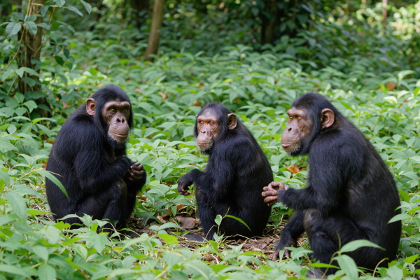 Kyambura Chimpanzees Kyambura Chimpanzees