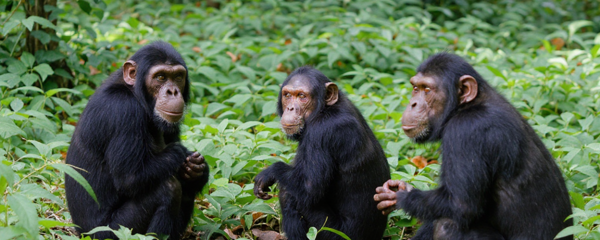 14-Day Tanzania Rwanda Safari: Primate and Great Migration Safari