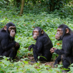 14-Day Tanzania Rwanda Safari: Primate and Great Migration Safari