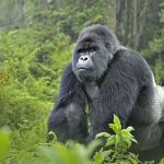 1-Day Volcanoes Gorilla Trekking Safari