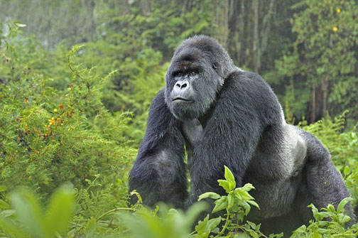 1-Day Volcanoes Gorilla Trekking Safari