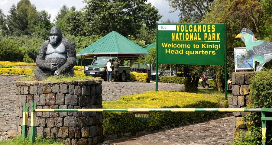 Gorilla Trekking Process in Volcanoes National Park