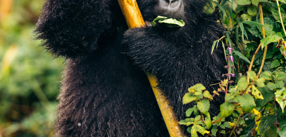 National Parks Best for Gorilla Trekking in Uganda and Rwanda