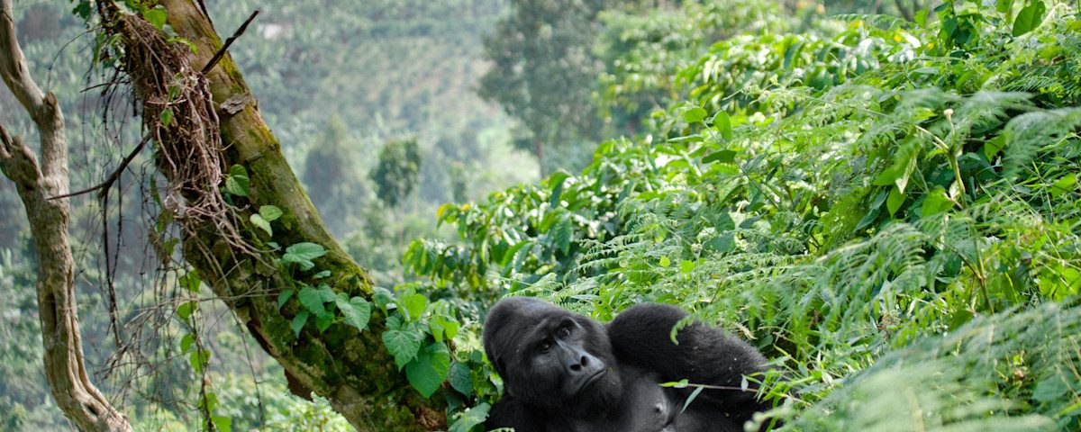 What Age Is Allowed for Gorilla Trekking in Uganda and Rwanda?