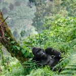 What Age Is Allowed for Gorilla Trekking in Uganda and Rwanda?