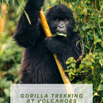 National Parks Best for Gorilla Trekking in Uganda and Rwanda