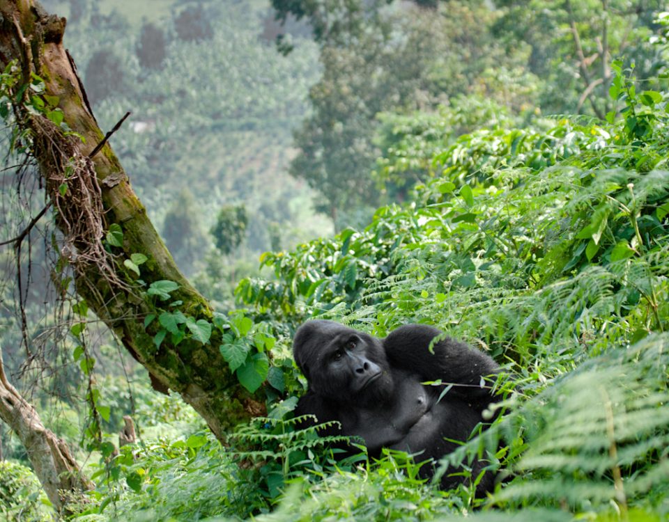 What Age Is Allowed for Gorilla Trekking in Uganda and Rwanda?