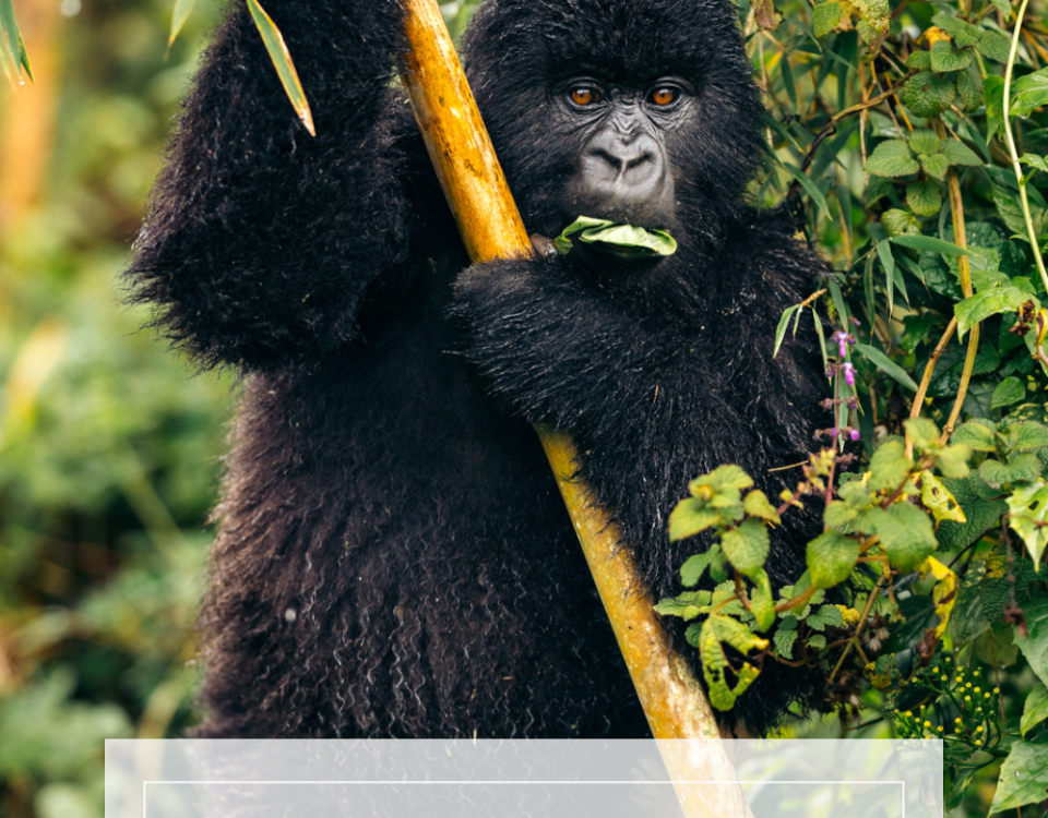 National Parks Best for Gorilla Trekking in Uganda and Rwanda