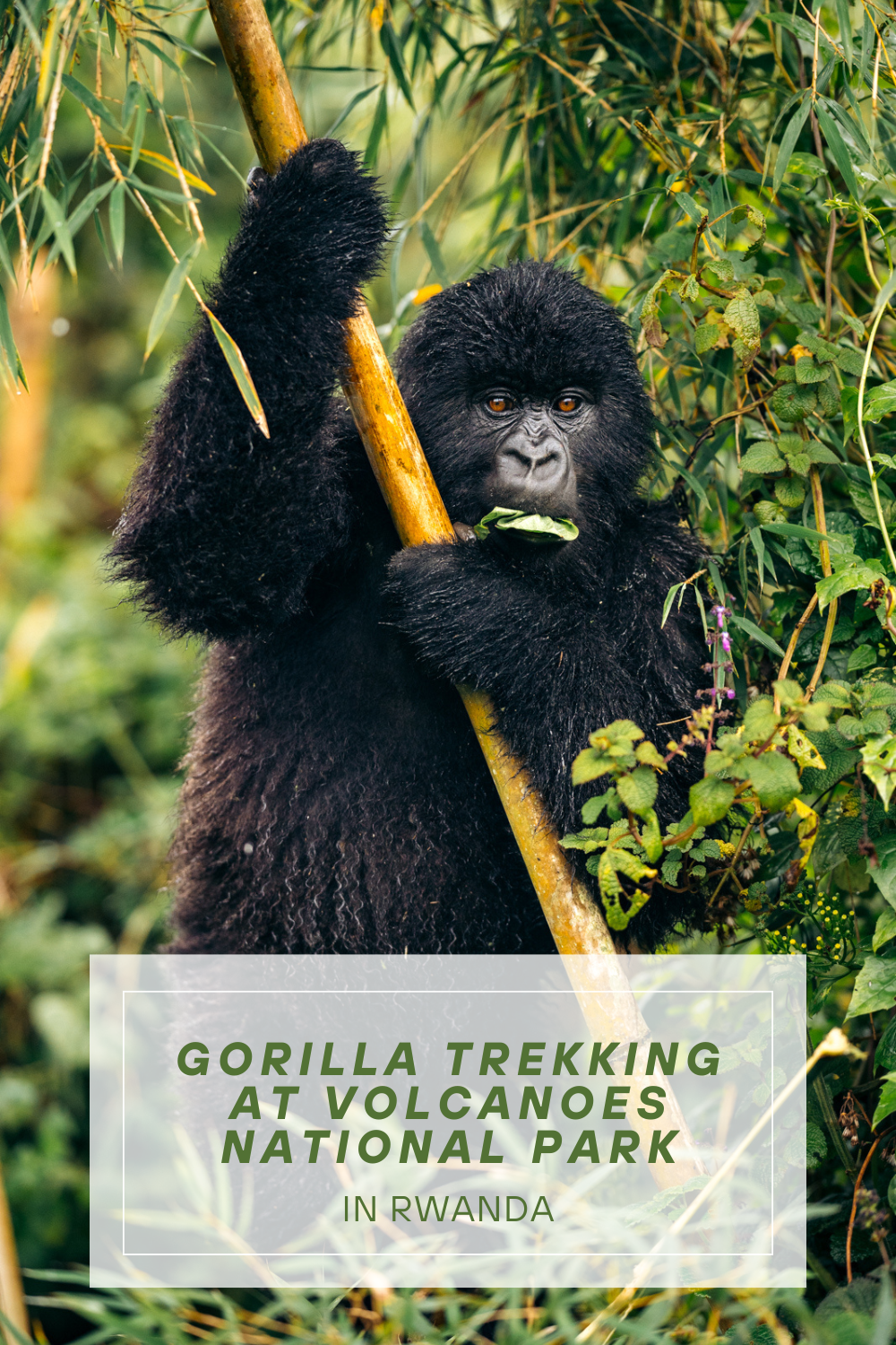 11 Days Kenya & Rwanda Safari