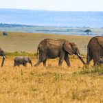 Wildlife of Akagera National Park
