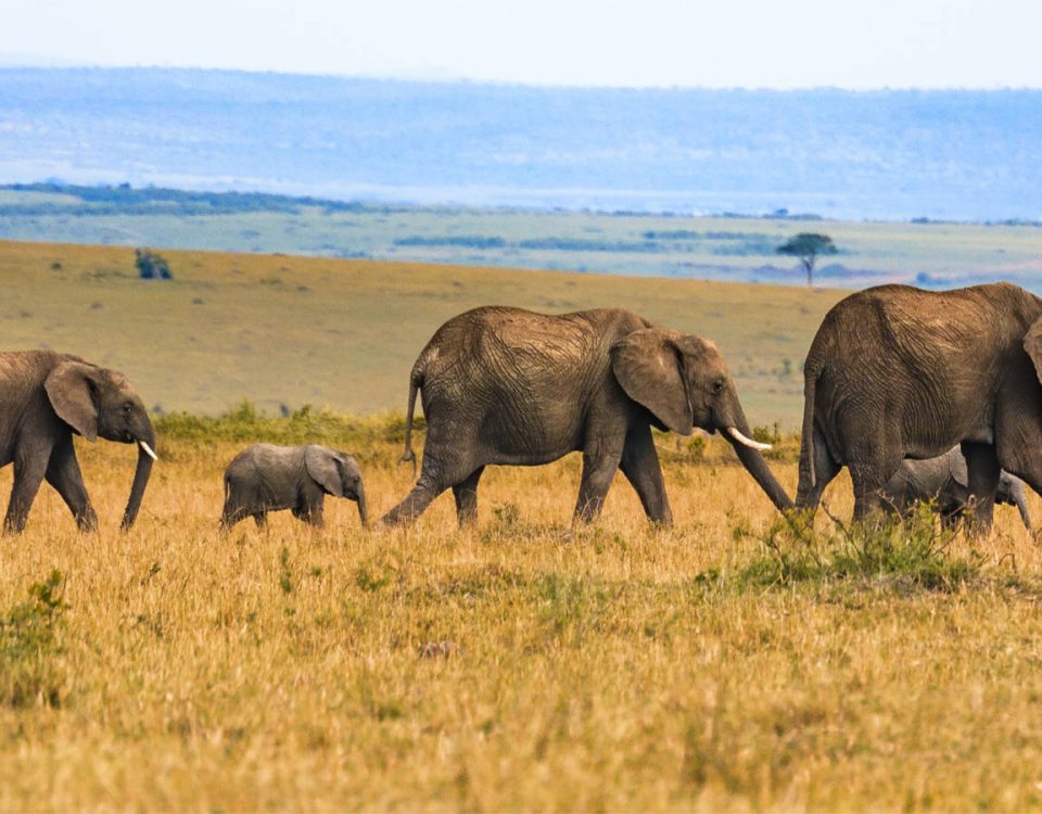 Wildlife of Akagera National Park