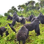 Karisimbi (Susa B) gorilla family in Volcanoes National Park