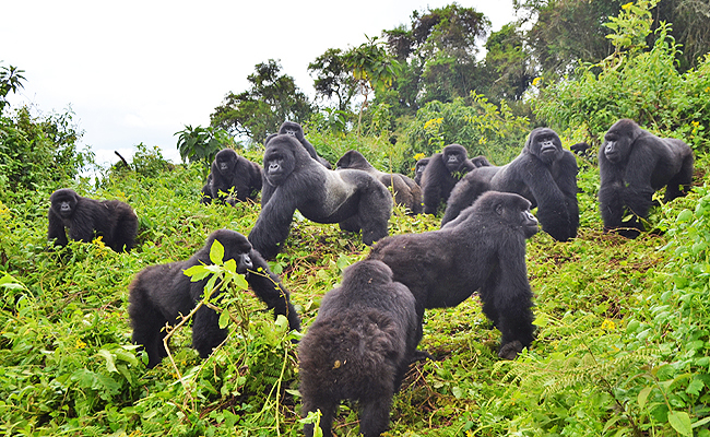 Karisimbi (Susa B) gorilla family in Volcanoes National Park